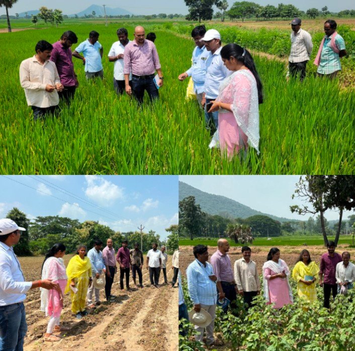 పంటలను పరిశీలించిన శాస్త్రవేత్తలు