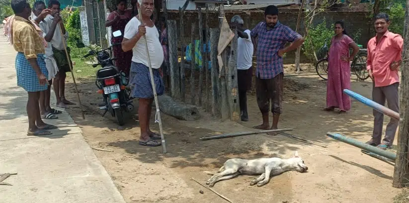 వెంకటాపురం పట్టణంలో పిచ్చికుక్క సైరవిహారం