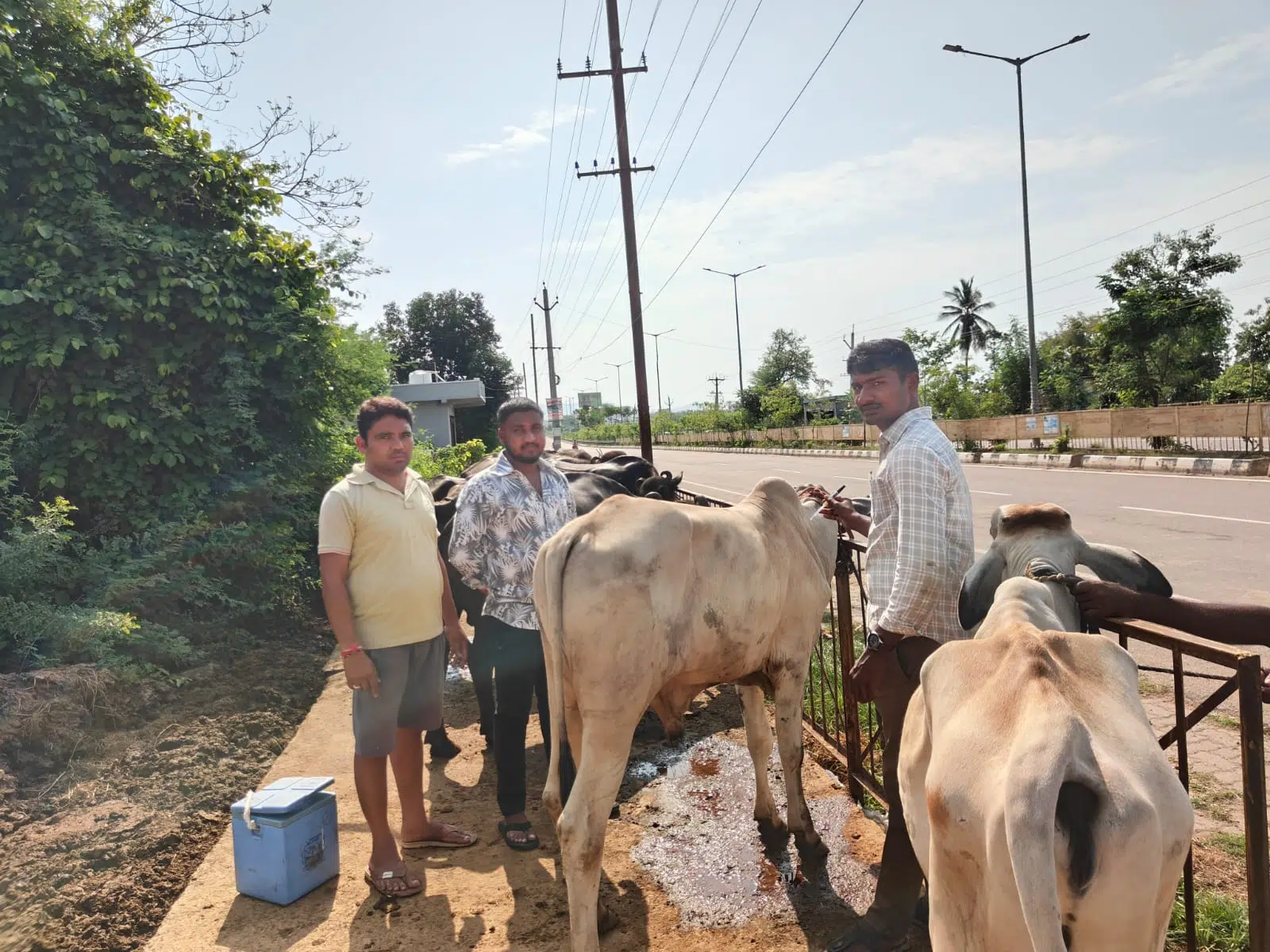 పశువుల టీకాలను సద్వినియోగం చేసుకోవాలి