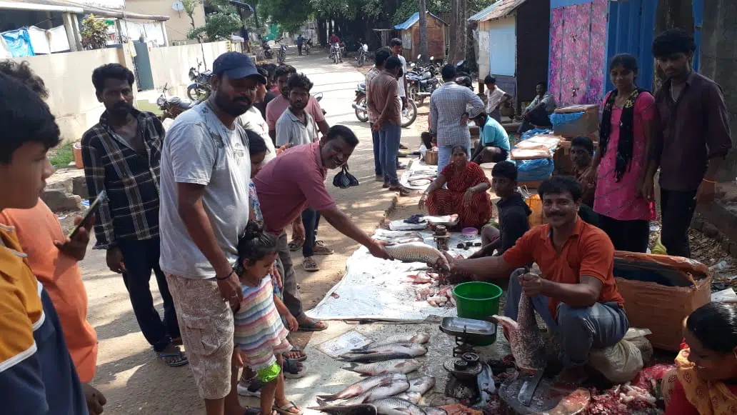 మృగశిర కార్తె సందర్భంగా చేపలకు బలేగిరాకి