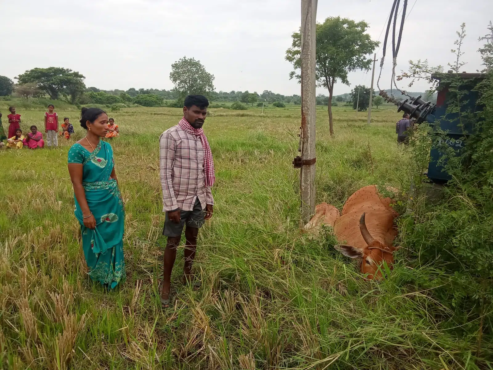 విద్యుత్ షాక్‌తో ఆవు, దూడ మృతి