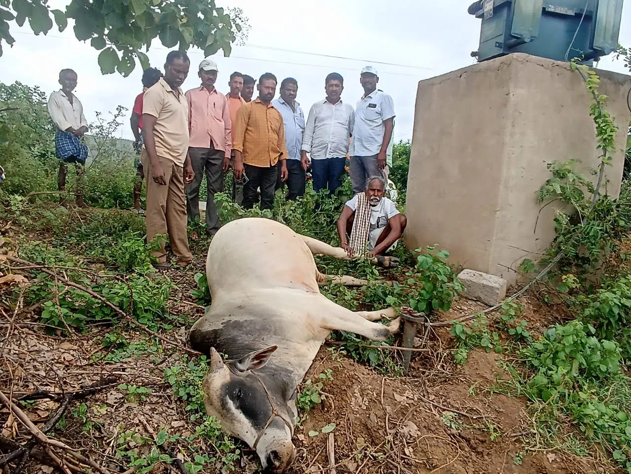 విద్యుత్ షాక్ తో దుక్కిటెద్దు మృతి