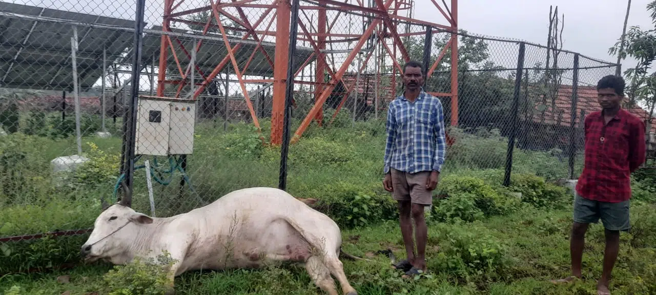 షాక్ సర్క్యూట్‌తో మూగజీవాల మృతి
