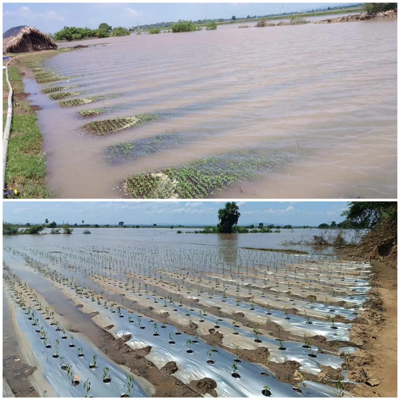 మిర్చి రైతుల కంట నీరు – శాపంగా మారిన గోదావరి వరదలు