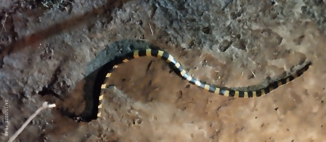 ధాన్య రాశుల వద్ద భారీ మచ్చల పాము