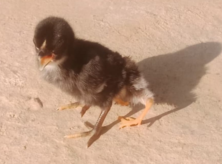 నాలుగు కాళ్లతో కోడి పిల్ల జననం.. చూసేందుకు జనం క్యూ