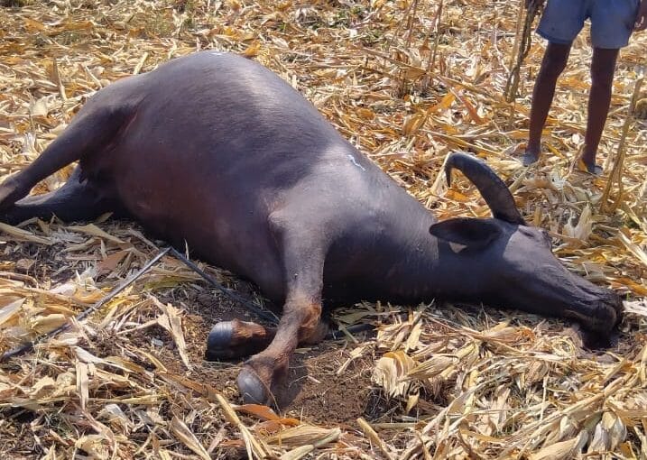 పురుగుమందు నీరు తాగి గేదె మృతి