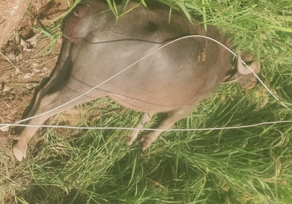 విద్యుత్ షాక్‌తో 2 పాడిగేదెలు మృతి : పరిహారం కోరుతున్న రైతులు