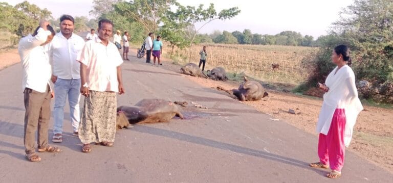 గుర్తుతెలియని వాహనం ఢీకొని ఐదు గేదెల మృతి